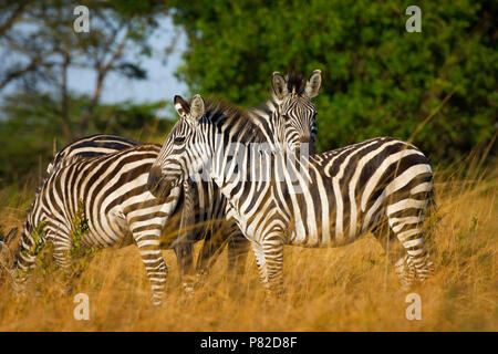 Zebra, Zebras, Equus Quagga im Lake Mburo Nationalpark, Uganda, Ostafrika Stockfoto