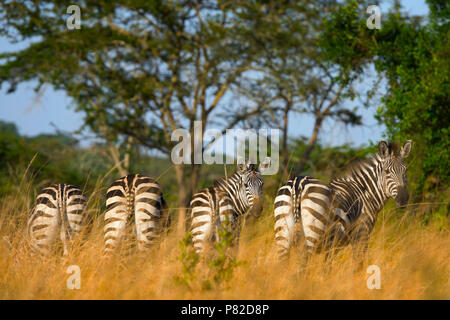 Zebra, Zebras, Equus Quagga im Lake Mburo Nationalpark, Uganda, Ostafrika Stockfoto