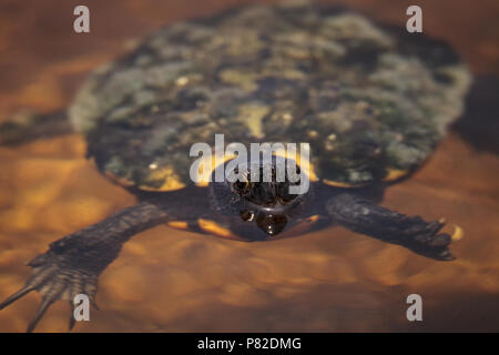 Mangrove Diamondback Terrapin Malaclemys terrapin rhizophorarum schwimmt in einem Teich in Florida. Stockfoto