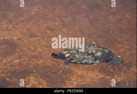 Mangrove Diamondback Terrapin Malaclemys terrapin rhizophorarum schwimmt in einem Teich in Florida. Stockfoto