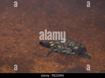 Mangrove Diamondback Terrapin Malaclemys terrapin rhizophorarum schwimmt in einem Teich in Florida. Stockfoto