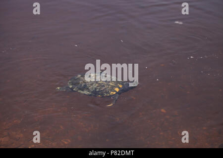 Mangrove Diamondback Terrapin Malaclemys terrapin rhizophorarum schwimmt in einem Teich in Florida. Stockfoto