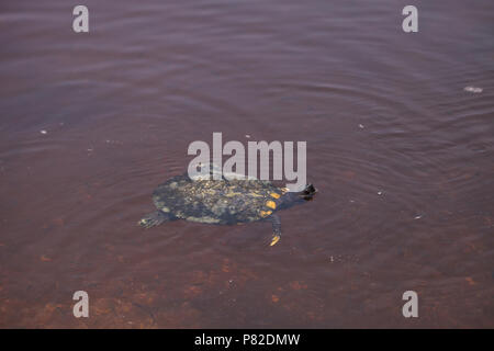 Mangrove Diamondback Terrapin Malaclemys terrapin rhizophorarum schwimmt in einem Teich in Florida. Stockfoto