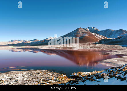Laguna Colorada (Rote Lagune), flacher Salt Lake im Südwesten von Bolivien, innerhalb der Fauna der Anden Eduardo Avaroa National Reserve. Stockfoto