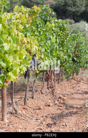 Reif grapevine für Rotwein im Tal Stockfoto