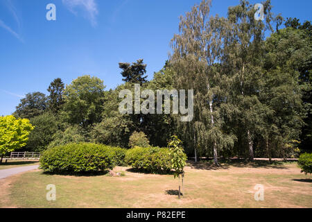 Blume Garten und Rasen während der Hitzewelle im Sommer 2019 in Großbritannien Stockfoto