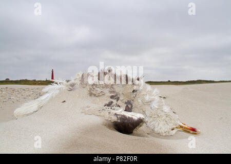 Tote Möwe am Strand, im Hintergrund Dünen und eine rote Leuchtturm Stockfoto