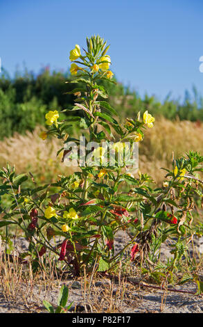 Nachtkerze, auch als gemeinsamer Abend bekannt - Primrose und Evening Star in den Dünen Stockfoto