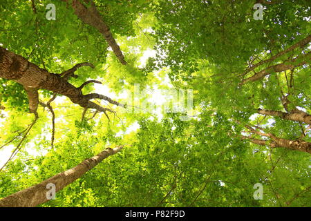 Grünen Wald, Blick vom Boden bis zum Baum Tops Stockfoto