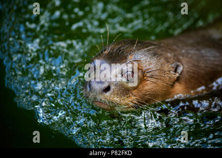 Giant Otter - Pteronura brasiliensis, große Süßwasser carnivore aus Südamerikanischen Flüsse. Stockfoto