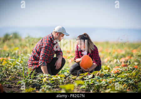 Zwei junge Landwirte ernten sehr große Kürbisse am Feld - Thanksgiving und Halloween Vorbereitung Stockfoto