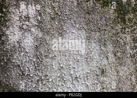 Schimmelige raue Oberfläche Muster Textur Hintergrund Stockfoto