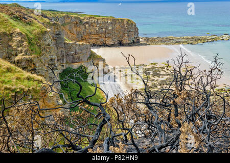 HOPEMAN Moray in Schottland STRAND STRAND UND MEER WILDFIRE SCHÄDEN AN DER VEGETATION VERBRANNT GINSTER entlang der Küste von Moray TRAIL Stockfoto