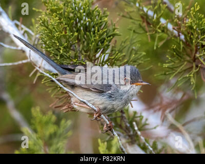 Juvenile Balearen Warbler thront auf einem Zweig in Ibiza. Juli 2016. Stockfoto