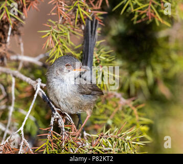 Juvenile Balearen Warbler thront auf einem Zweig in Ibiza. Juli 2016. Stockfoto