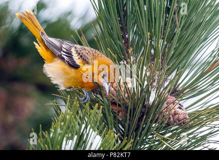 Erste winter männlich Baltimore Oriole auf einem Zweig in Oudorp, Noord-Holland, Niederlande sitzen. Januar 09, 2010. Stockfoto
