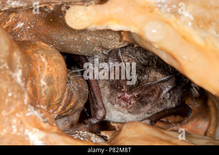 Mopsvleermuis; Barbastelle Bat Stockfoto