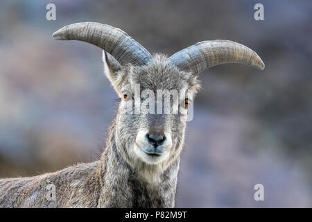Nahaufnahme der männlichen Barhal in Hemis NP, Ladakh, Indien. März 06, 2017. Stockfoto