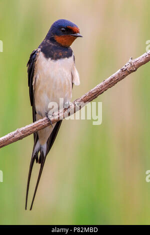 Rondine; Rauchschwalbe; Hirundo Rustica Stockfoto