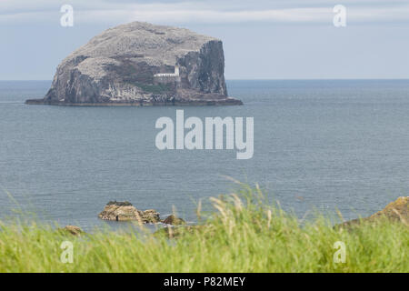Zeevogel Kolonie op Bass Rock; Seabird Kolonie auf Bass Rock Stockfoto
