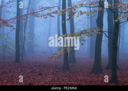 Beukenbos in de vroege Ochtend; Buchenwälder in den frühen Morgenstunden Stockfoto