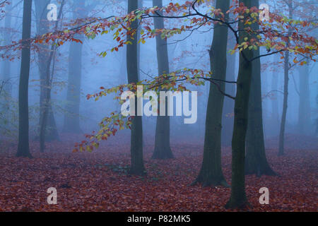 Beukenbos in de vroege Ochtend; Buchenwälder in den frühen Morgenstunden Stockfoto