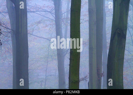 Beukenbos in de vroege Ochtend; Buchenwälder in den frühen Morgenstunden Stockfoto