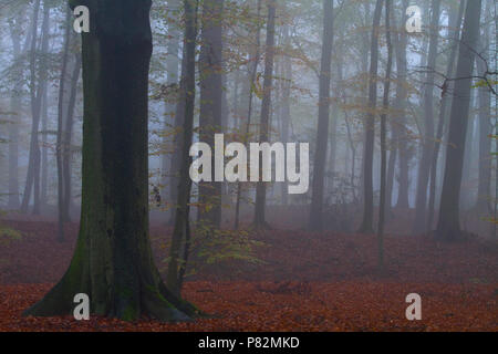 Beukenbos in de vroege Ochtend; Buchenwälder in den frühen Morgenstunden Stockfoto