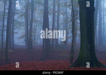 Beukenbos in de vroege Ochtend; Buchenwälder in den frühen Morgenstunden Stockfoto