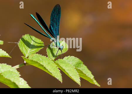 Bosbeekjuffer, schöne Demoiselle, Calopteryx Virgo Stockfoto