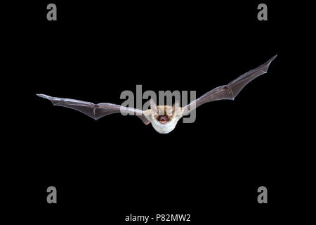 Bechsteins Vleermuis in de Vlucht; Bechstein Bat im Flug Stockfoto