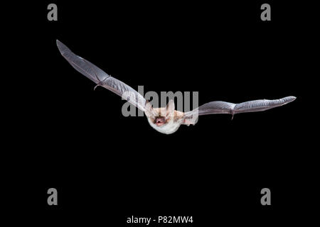 Bechsteins Vleermuis in de Vlucht; Bechstein Bat im Flug Stockfoto