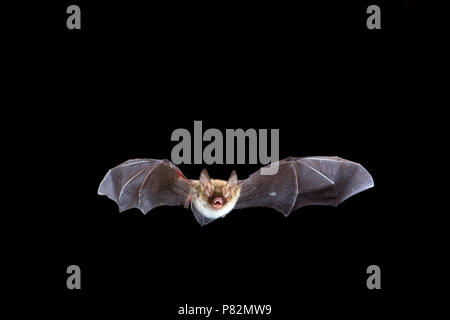 Bechsteins Vleermuis in de Vlucht; Bechstein Bat im Flug Stockfoto