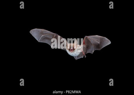 Bechsteins Vleermuis in de Vlucht; Bechstein Bat im Flug Stockfoto