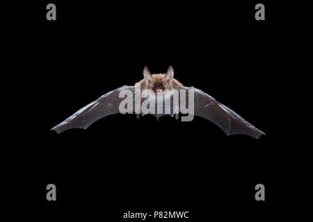 Bechsteins Vleermuis in de Vlucht; Bechstein Bat im Flug Stockfoto