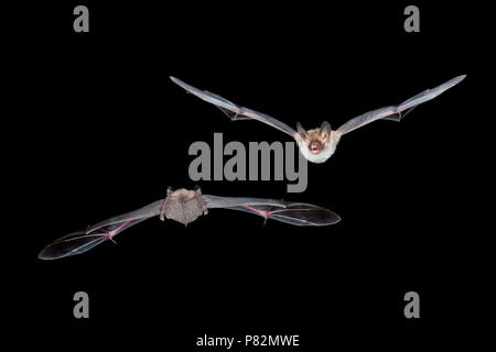 Bechsteins Vleermuis in de Vlucht; Bechstein Bat im Flug Stockfoto