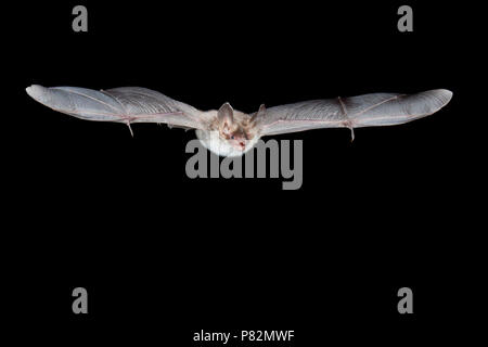 Bechsteins Vleermuis in de Vlucht; Bechstein Bat im Flug Stockfoto