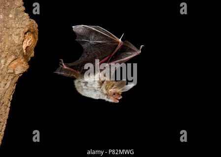 Bechsteins vleermuis Vliegend; Bechsteins fledermaus Fliegen Stockfoto