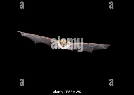 Bechsteins Vleermuis in de Vlucht; Bechstein Bat im Flug Stockfoto