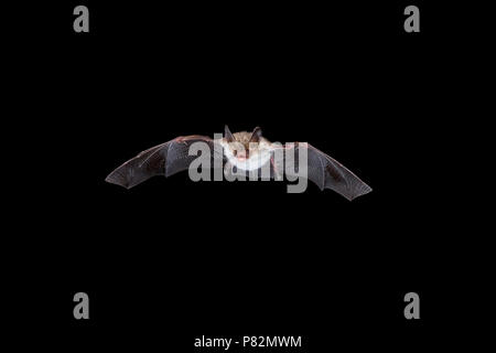 Bechsteins Vleermuis in de Vlucht; Bechstein Bat im Flug Stockfoto