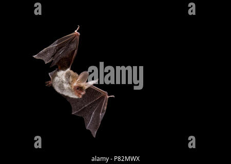 Bechsteins vleermuis Vliegend; Bechsteins fledermaus Fliegen Stockfoto