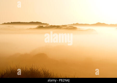 Berkheide in de ochtendnevel; Dünen in der nähe von Wassenaar im Morgennebel Stockfoto