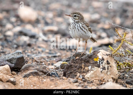 Nach winter Gefieder Kanarische Berthelot der Pieper auf einem kleinen Felsen in einem Gully in der Nähe des Flughafens von Puerto del Rosario, Fuerteventura, Kanarische Insel Stockfoto