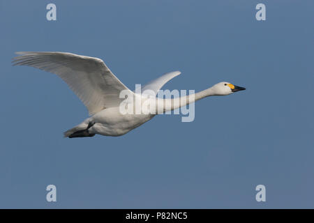 Adulte Kleine Zwaan vliegend in Blauwe lucht. Nach Bewick's Swan fliegen in blauer Himmel Stockfoto