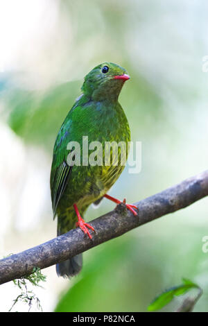 Groen - Zwarte Cotinga, Grün-schwarz, Fruiteater Pipreola riefferii Stockfoto