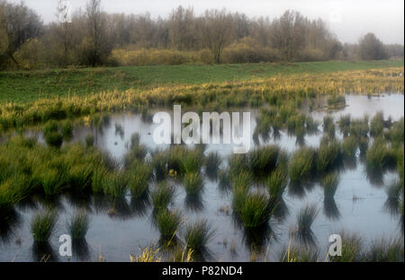 Polder Maltha an der Biesbosch, Polder Maltha in de Biesbosch Stockfoto