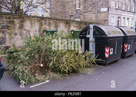 Ein städtisches Problem - Weihnachtsbäume links für Recycling neben Straße Fächer, in Edinburgh, Schottland. Stockfoto