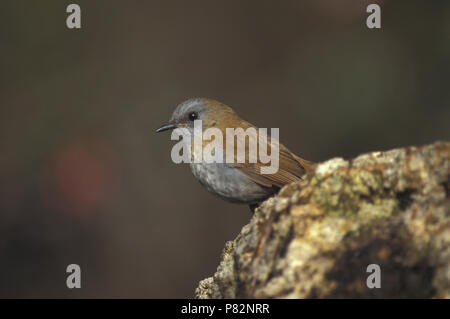 Schwarz-billed Nachtigall Drossel auf Felsen Stockfoto