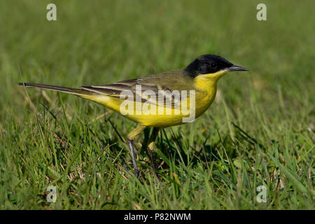 Cutrettola capinera; Schwarz - vorangegangen Bachstelze, Motacilla flava Felde Stockfoto