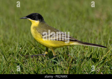 Cutrettola capinera; Schwarz - vorangegangen Bachstelze, Motacilla flava Felde Stockfoto